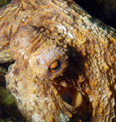 Octopus in croatia during a dive coming out from his safe... by Andy Kutsch 